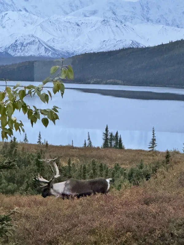 Caribou grazing above the lake