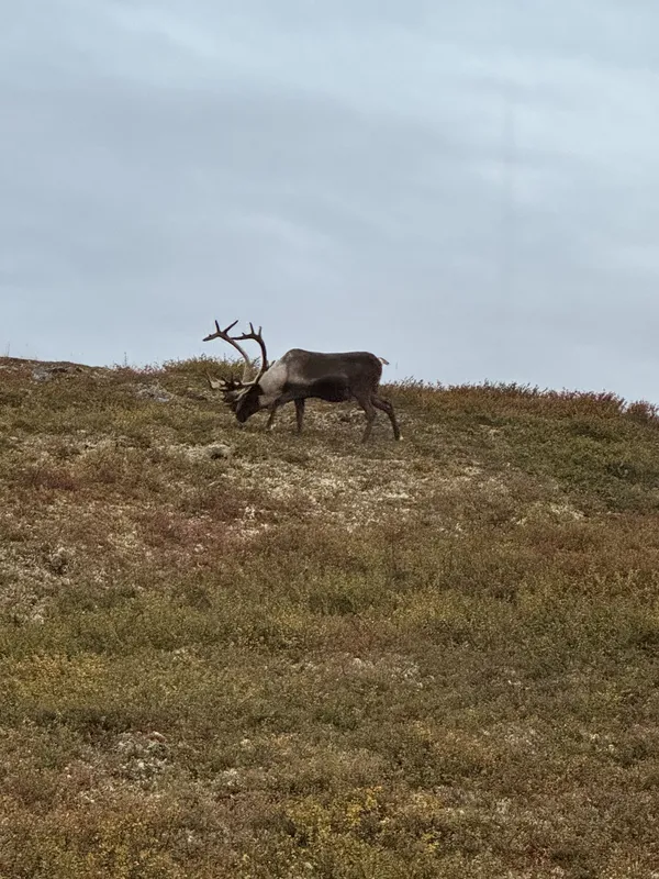 Caribou along the ridge