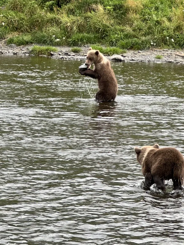 A bear catching a fish mid-river
