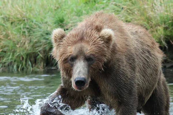 Face to face with a Kodiak brown bear