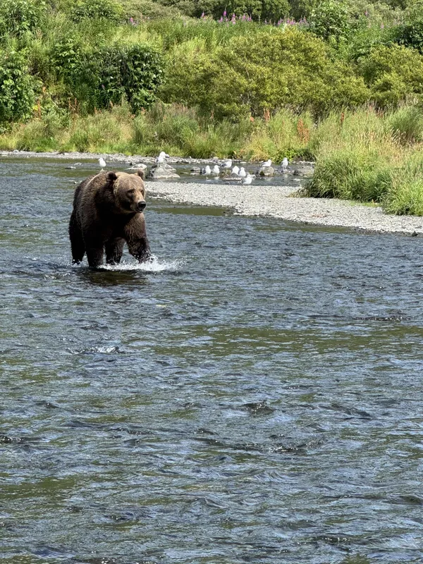 A lone bear working the river