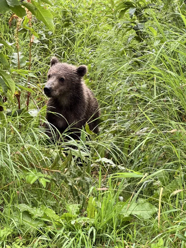 A curious cub in the tall grass