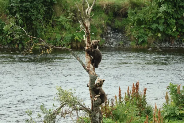 Two cubs climbing a tree