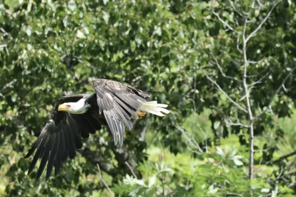 A bald eagle in flight