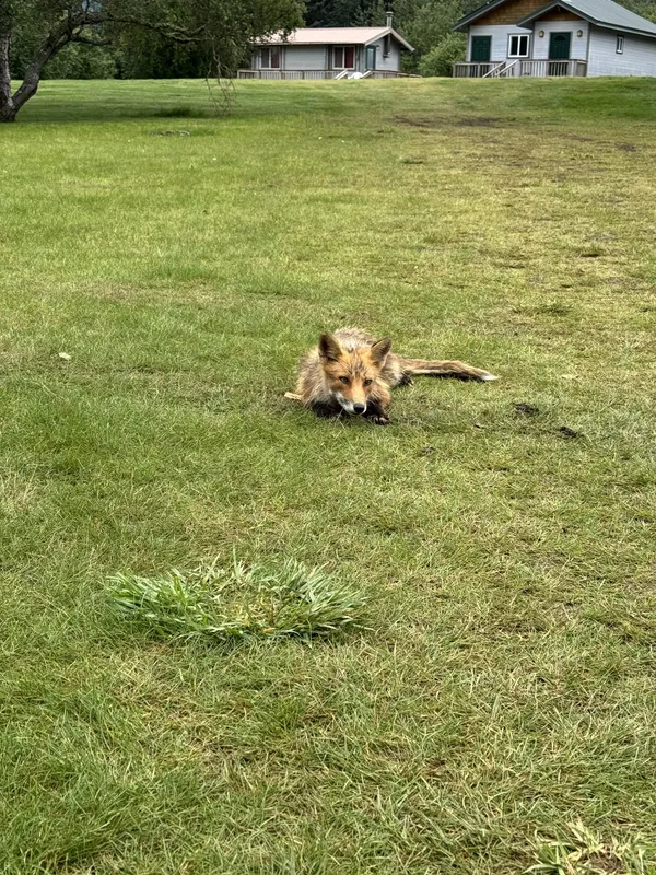 A fox lounging by the cabins