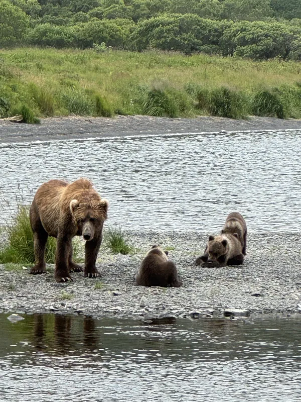 Momma bear and her cubs on the riverbank