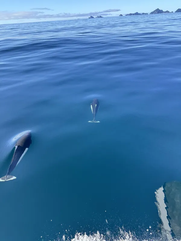Orcas surfacing beside the boat