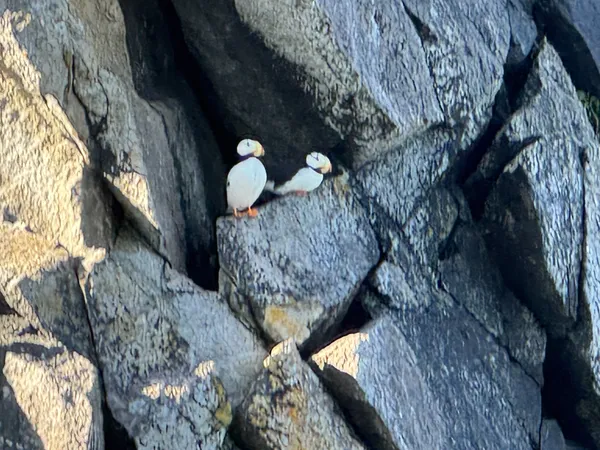 Puffins on the cliffs