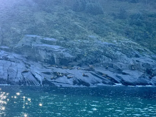 Seals and sea lions hauled out on the rocks