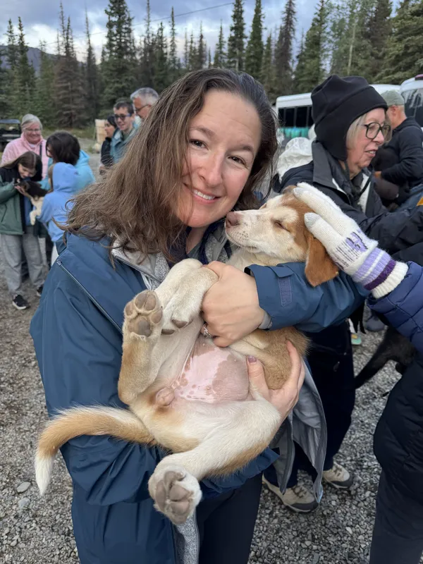 Sled dog puppy cuddles