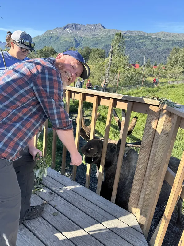 Feeding the bull moose